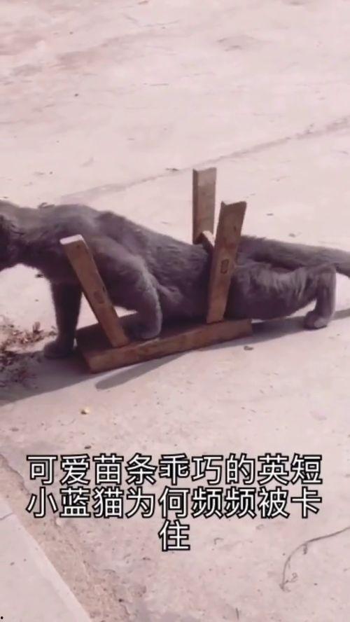 剧情反转音乐搞笑,音乐搞笑，笑料百出！
