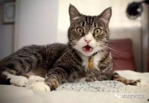 娱乐吃瓜酱母猫